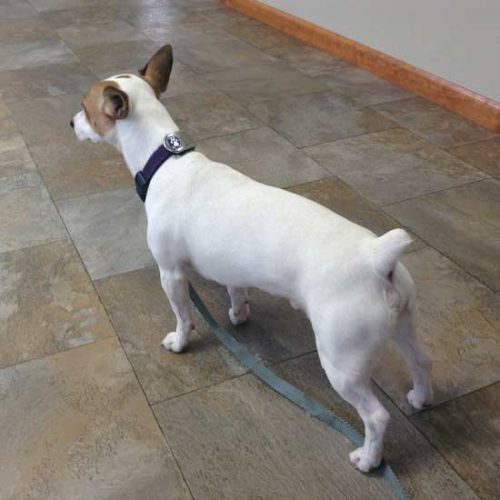 A Trip to the Vet